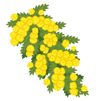 flower_acacia_akashia